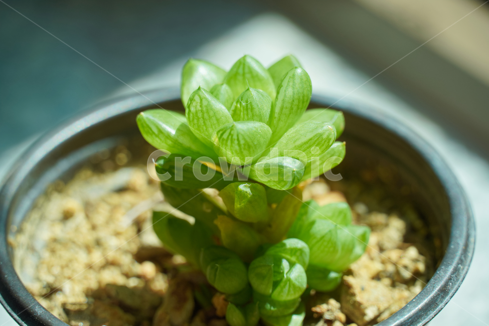 다유기,접사,배경화면,힐링,신선함,안식처,season,plants,nature,sensible,feeling,색깔,색상,색채,색감,colorsense,colorsensitivity,feelingofcolor,감성,평온함,느낌,휴식