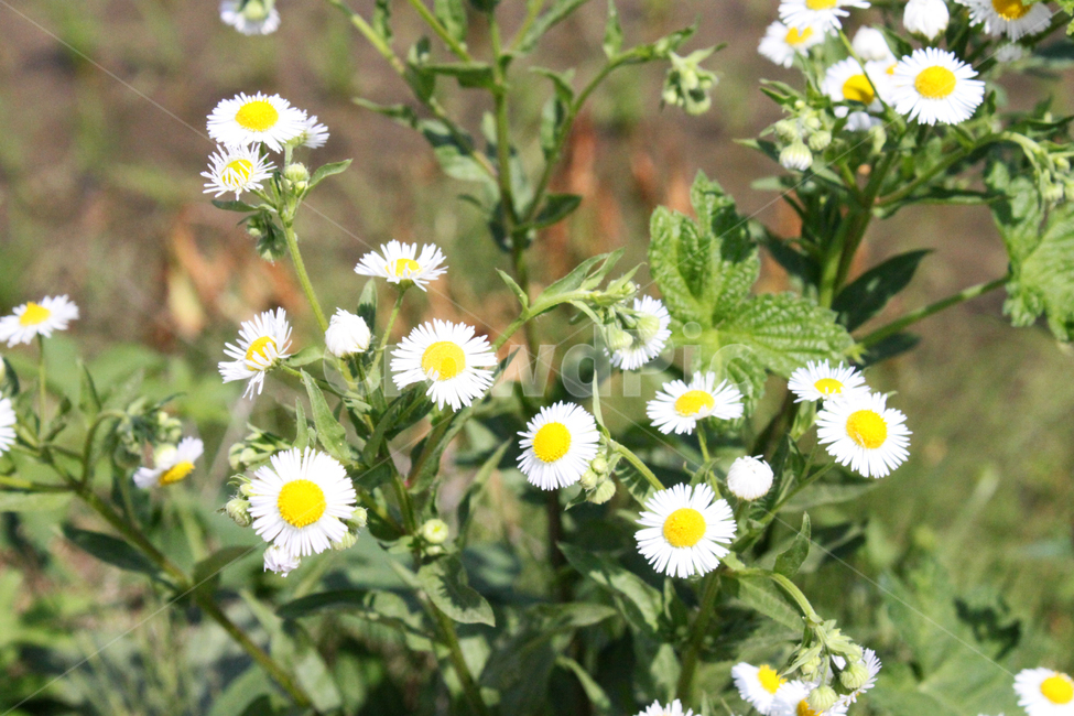 꽃,미니국화,식물,flower,plant