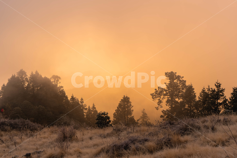 tree,나무,plant,식물,nature,안개,자연,숲,fog,아침,moning,일출,sunrise,자연,풍경,nature,landscape