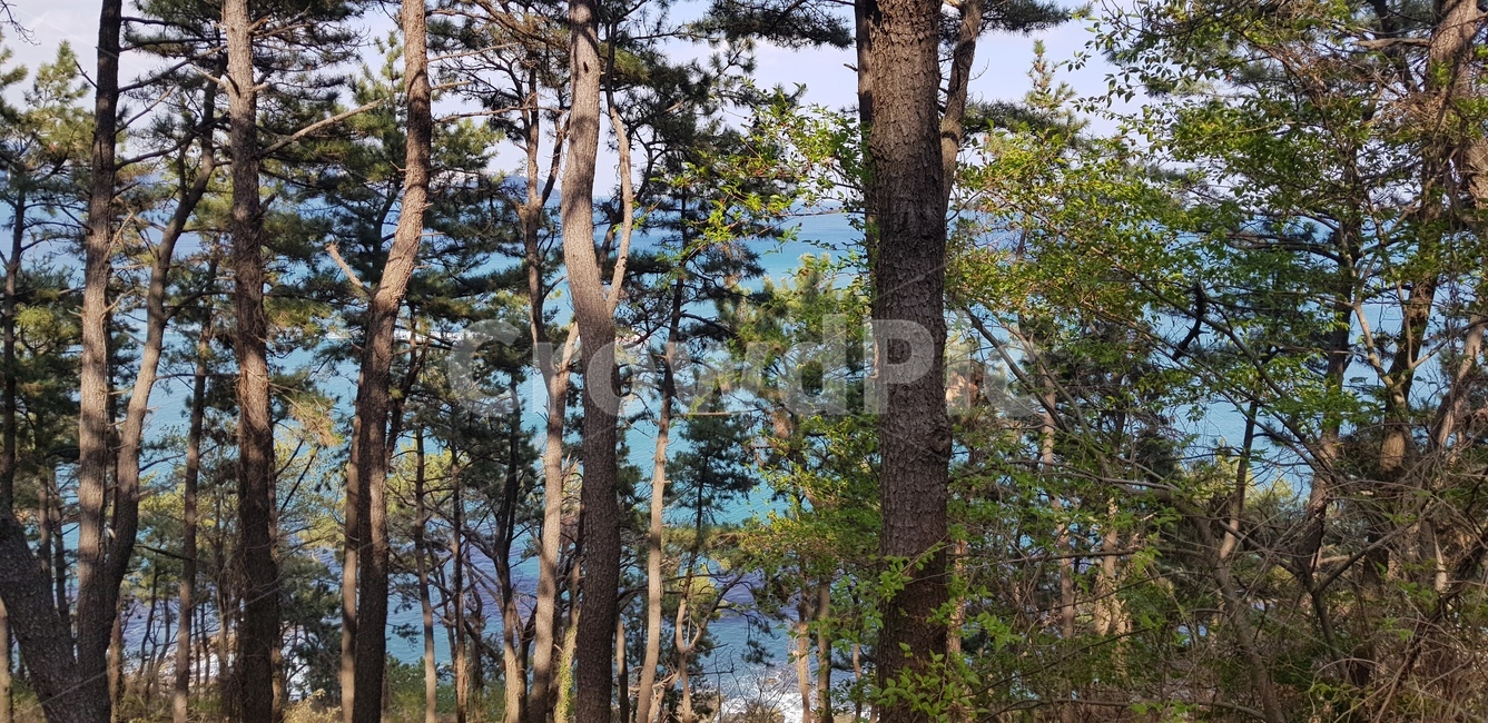 바다,나무,숲,소나무,풍경