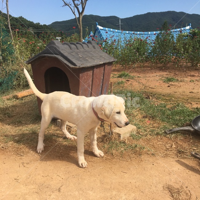강아지,개,애견,백구,진돗개,강아지옆모습,옆모습,개,강아지,dog,doggy