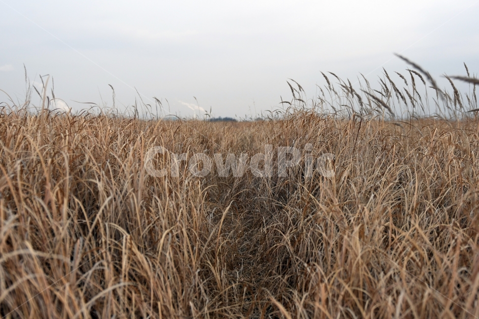 갈대,갈대밭,우음도,겨울갈대,길,풍경,강아지풀,겨울,계절,winter,season,자연,풍경,nature,landscape,plant,식물,grass,잔디,food,음식,vegetable,야채,grain,곡물