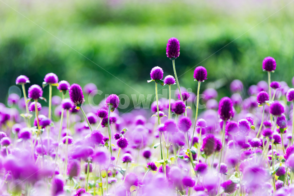 식물,꽃,분홍,천일홍,자연,자연,풍경,nature,landscape,식물,plants,꽃,flower,plant