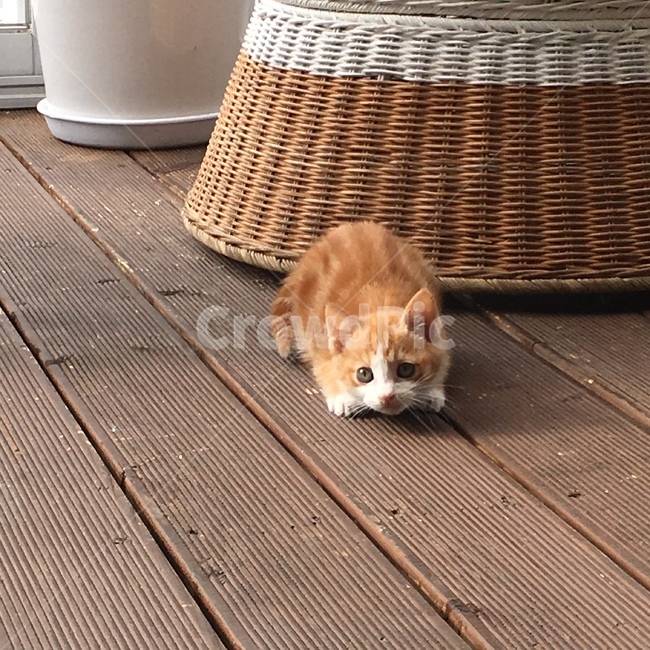 고양이,냥이,야옹이,길냥이,길묘,아기고양이,귀여움,귀여워,뽀시래기,젤리,집사,cat,kitty,kitten,babycat,cutie,cute,animal,동물,animal,포유류,mammal,고양이,cat,kitten,kitty
