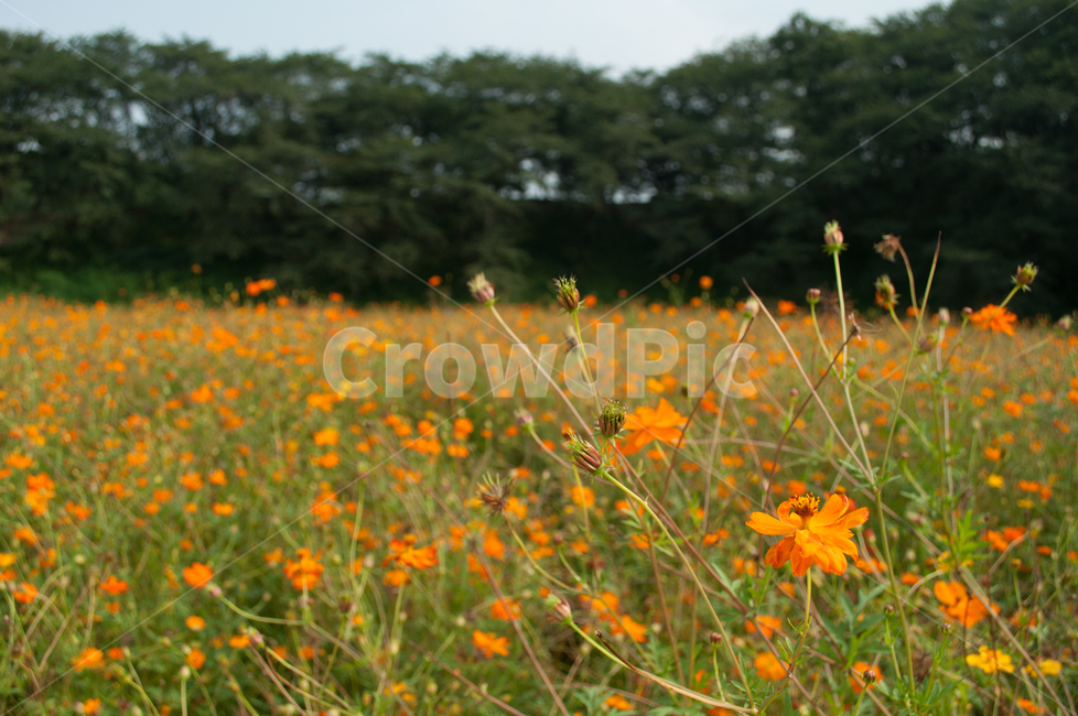 황화,코스모스,반월성,경주,꽃밭,가을,꽃,자연,초록,유적,신라,주황,맑음,flower,nature,토성,나무,가을,계절,fall,autumn,season,자연,풍경,nature,landscape,outdoors,옥외,grassland,목초지,field,들