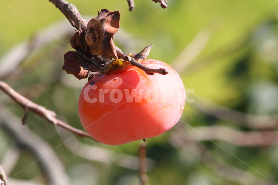 감,열매,가을,홍시,persimmon,fruit,가을,계절,fall,autumn,season,과일,열매,fruit,plant,식물,food,음식
