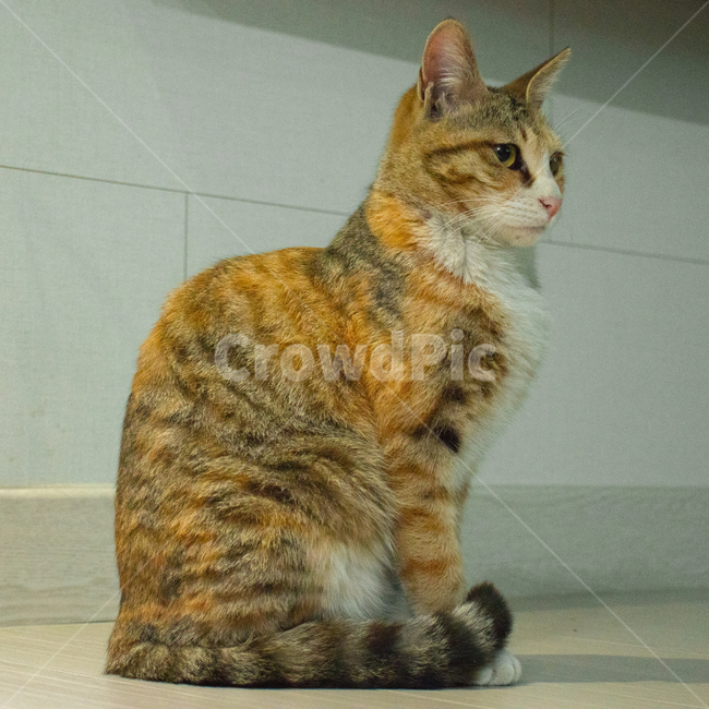 고양이,길고양이,동물,cat,animal,애완묘,귀여움,집사,냐옹이,야옹,meow,fluffy,fur,cute,cuteness,adorable,삼색고양이,초상화,portrait,straycat,kitty,kitten,암컷고양이,얌전,동물,animal,포유류,mammal,고양이,cat,kitten,kitty