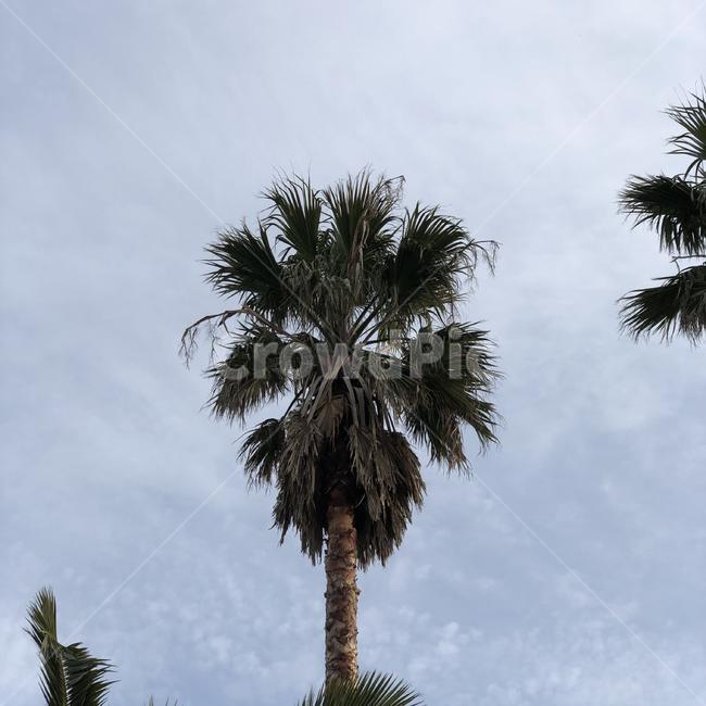 plant,식물,tree,나무,palmtree,arecaceae,야자수
