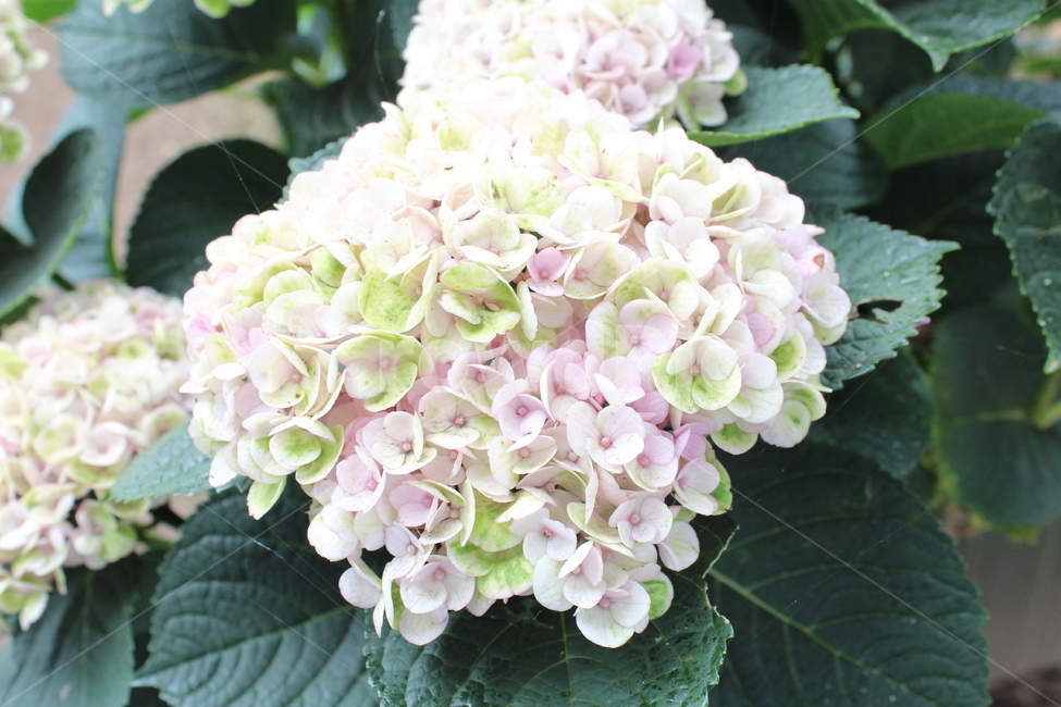 꽃,수국,연꽃,제주도꽃,도깨비,도깨비꽃,축제,6월의꽃,6월,식물,자연,plants,nature,꽃,flower