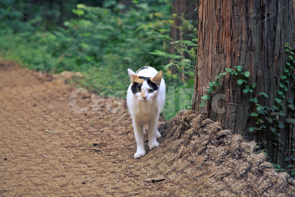 고양이,산고양이,산,산책길,나무,초록잎,동물,animal,포유류,mammal,고양이,cat,kitten,kitty