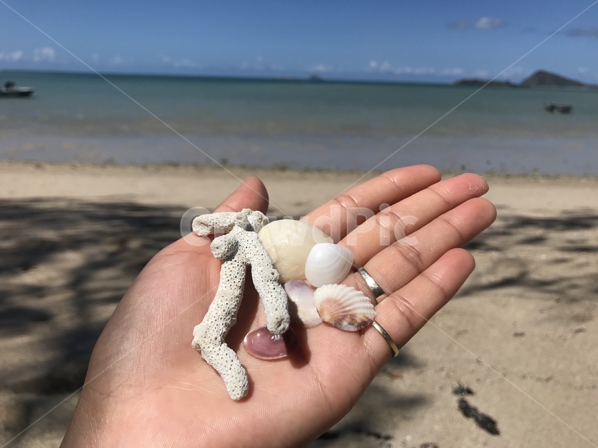 여행,바닷가,산호,조개껍질,힐링,휴가,호주,해변,바다,beach,sea