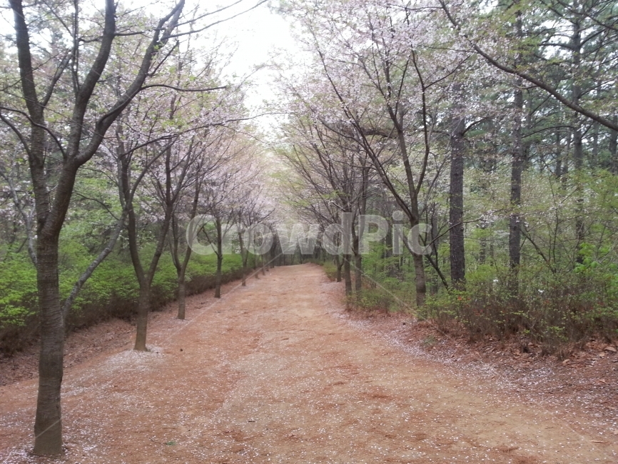 한적한,벚꽃길,걷기좋은,나무,길,봄,계절,spring,season,자연,풍경,nature,landscape,ground,바닥,road,도로,dirt road,흙길,gravel,자갈,path,통로