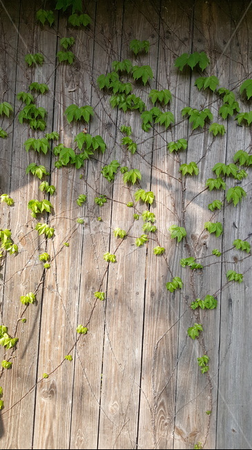 대문,넝쿨,봄,새싹,일상,식물,자연,plants,nature