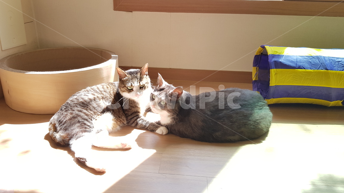 고양이,코숏,두마리,cat,햇빛