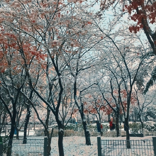 겨울,눈,겨울나무,공원,눈쌓인나무,겨울풍경,배경,겨울배경,공원배경