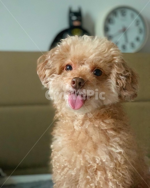 강아지,푸들,귀여움,puppy,귀여운강아지,poodle