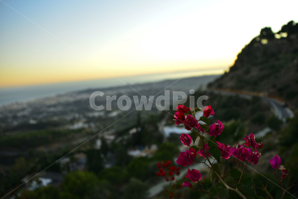 landscape,경치,outdoors,옥외,nature,자연,plant,geranium,식물