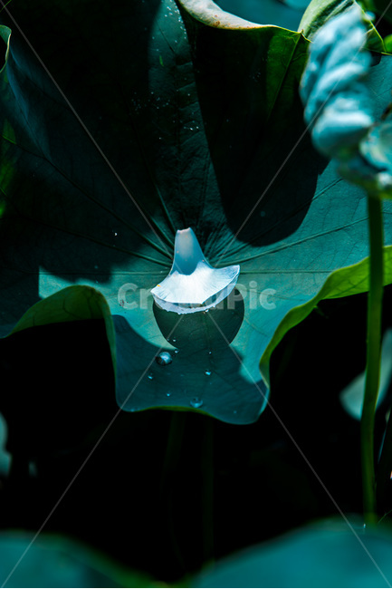 연잎,낙화,문양,무늬,그림자,식물,자연,plants,nature