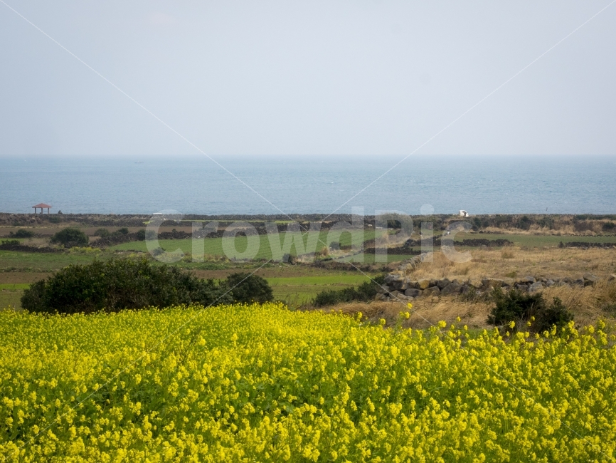 제주,우도,유채꽃,유채꽃밭,바다,봄,풍경,jeju,rapeflower,sea,spring,landscape,자연,풍경,nature,landscape,제주도,jeju,jeju island,grassland,목초지,outdoors,옥외,field,들