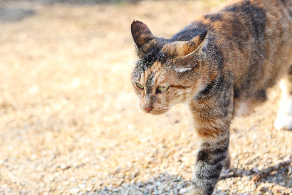 고양이,길고양이,동물,포유류,반려동물,cat,animal,mammal,kitten,kitty,애완동물,동물,animal,포유류,mammal,고양이,cat,kitten,kitty