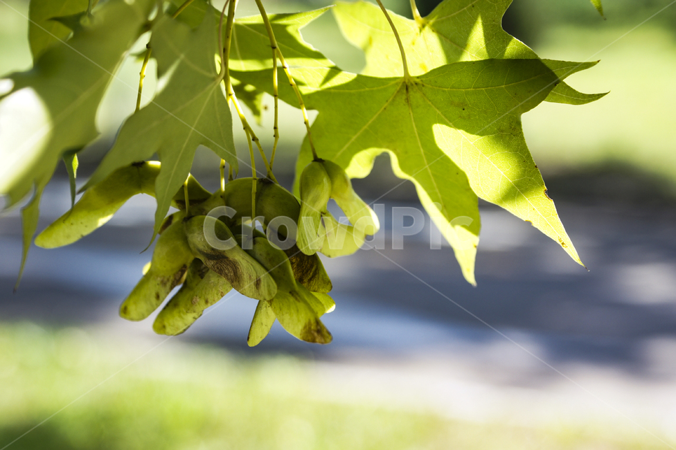 식물,콩과식물,나무,자연,풍경,식물,자연,plants,nature,콩류,견과류,beans,pulse,nuts,dry fruits