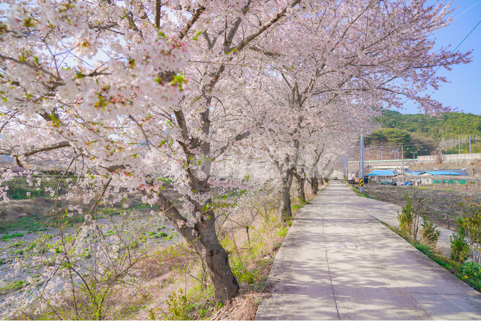 cherryblossoms,벚꽃,봄,꽃,꽃축제,순천만정원,순천,서천,시골,시골길,한적,핑크,분홍,체리블라썸,산책,봄,계절,spring,season,자연,풍경,nature,landscape,한국자연풍경,한국자연경관,korea nature landscape,시골,마을,country,rural,town,식물,plants,꽃,flower,plant,blossom