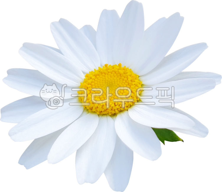 flower,데이지,캐모마일,봄,목마가렛,개화,블로섬,식물,꽃,꽃잎,yellow,여름,뜰,marguerite,margueritedaisy,parisdaisy,argyranthemum