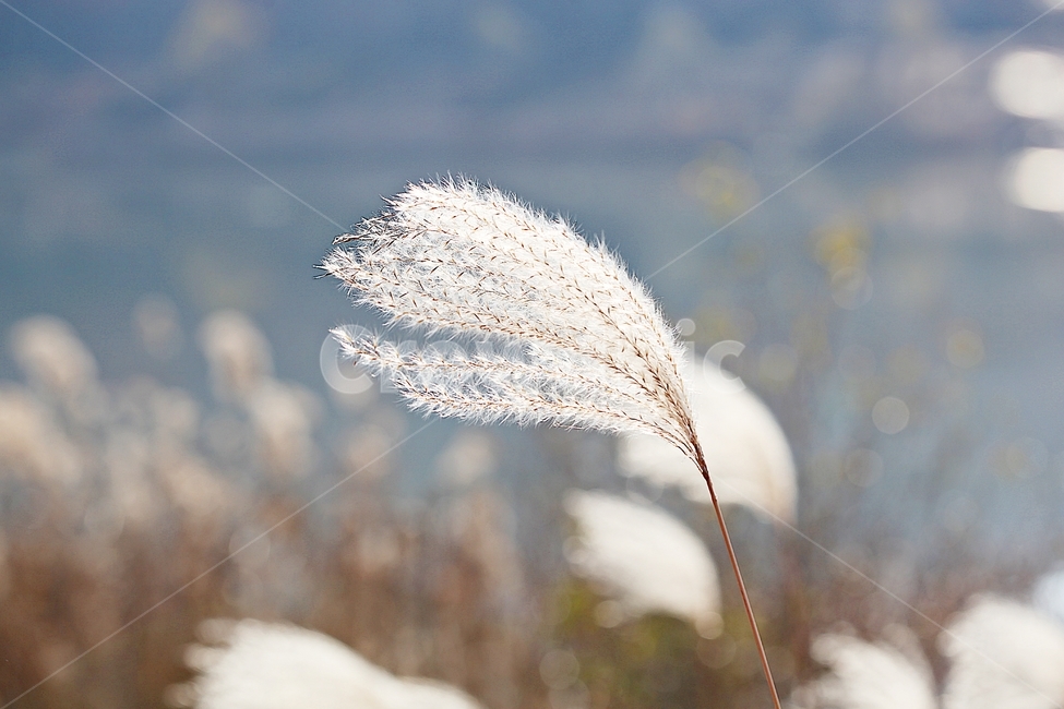 갈대,억새,풀,갈대꽃,식물,자연,공원,가을,계절,fall,autumn,season