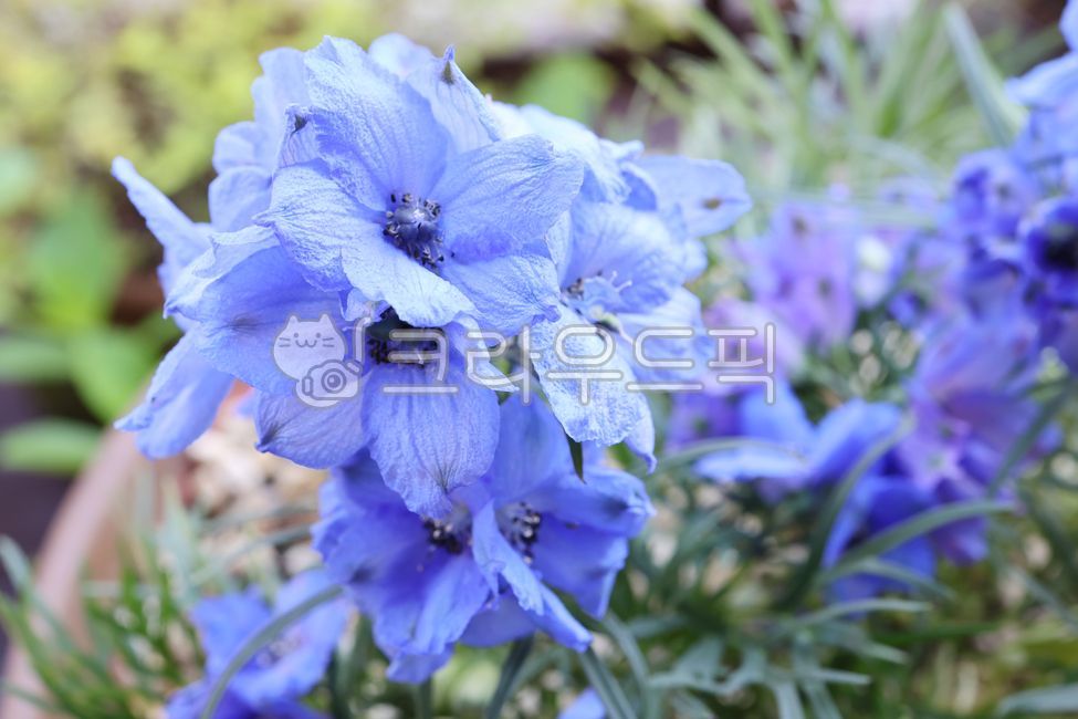 식물키우기,식물,꽃화분,식물인테리어,화단,정원,화단꾸미기,정원꾸미기,화분,delphinium,flower,꽃,larkspur,델피니움,파란꽃,보라꽃,꽃잎