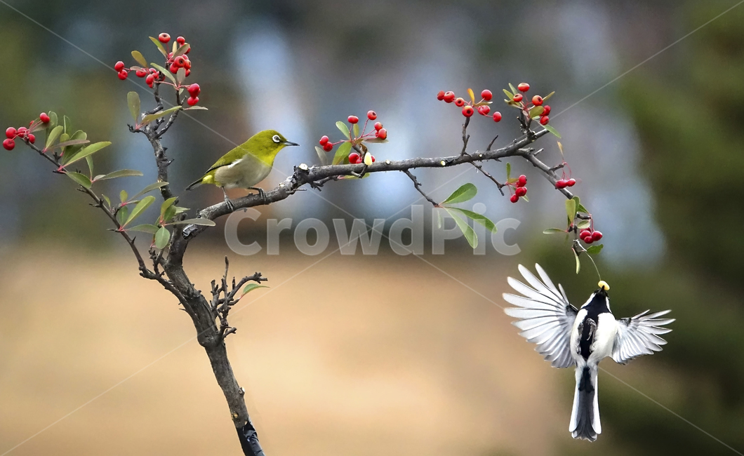 동박,새,조류,박새,brid,cocoonbird,식물,자연,plants,nature,동물,animal,조류,새,birds,과일,열매,fruit