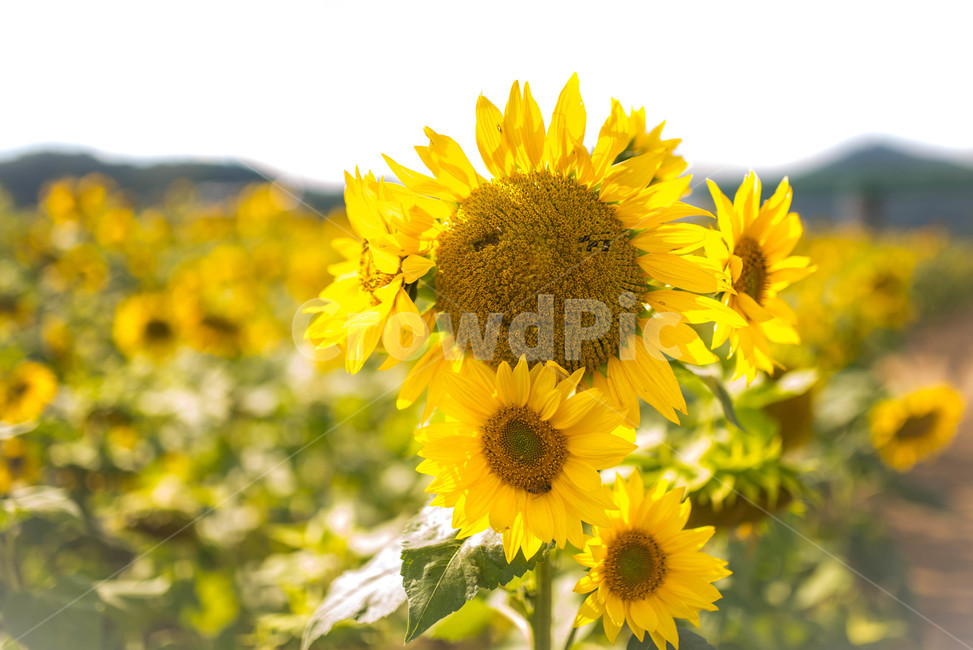 해바라기,sunflower,꽃,꽃밭,노랑,노란색,yellow,green,초록색,하늘,구름,cloud,sky,blue,하늘색,초록,여름,summer