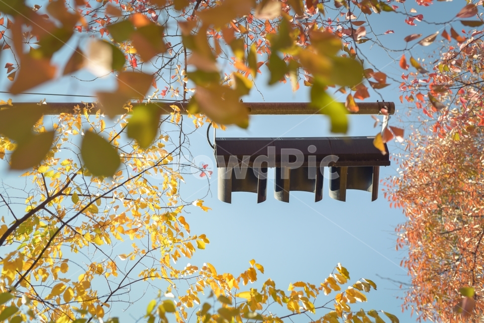신호등,가을,하늘,나무,나뭇잎,단풍,가을,계절,fall,autumn,season,교통,교통수단,traffic,transportation,leaf,잎,plant,식물,tree