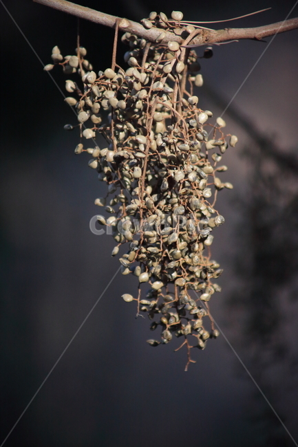 옻나무,열매,식물,seed,lacquertree,옻나무열매,식물,자연,plants,nature