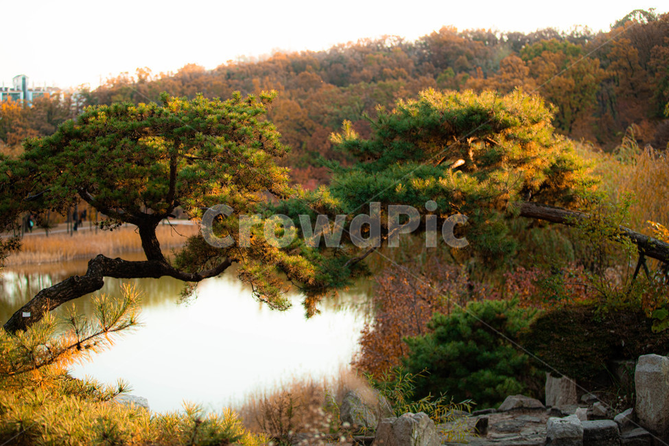 공원,풍경,소나무,경치,운치,호수,감성,식물,자연,자연,풍경,nature,landscape