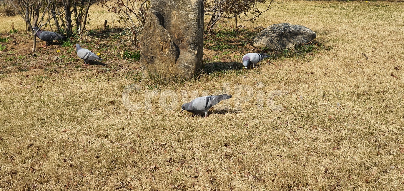 동물,animal,bird,새,비둘기,친구들,가족들,잔디밭,초록색나무들