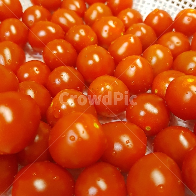 토마토,tomato,plant,식물,채소,과일