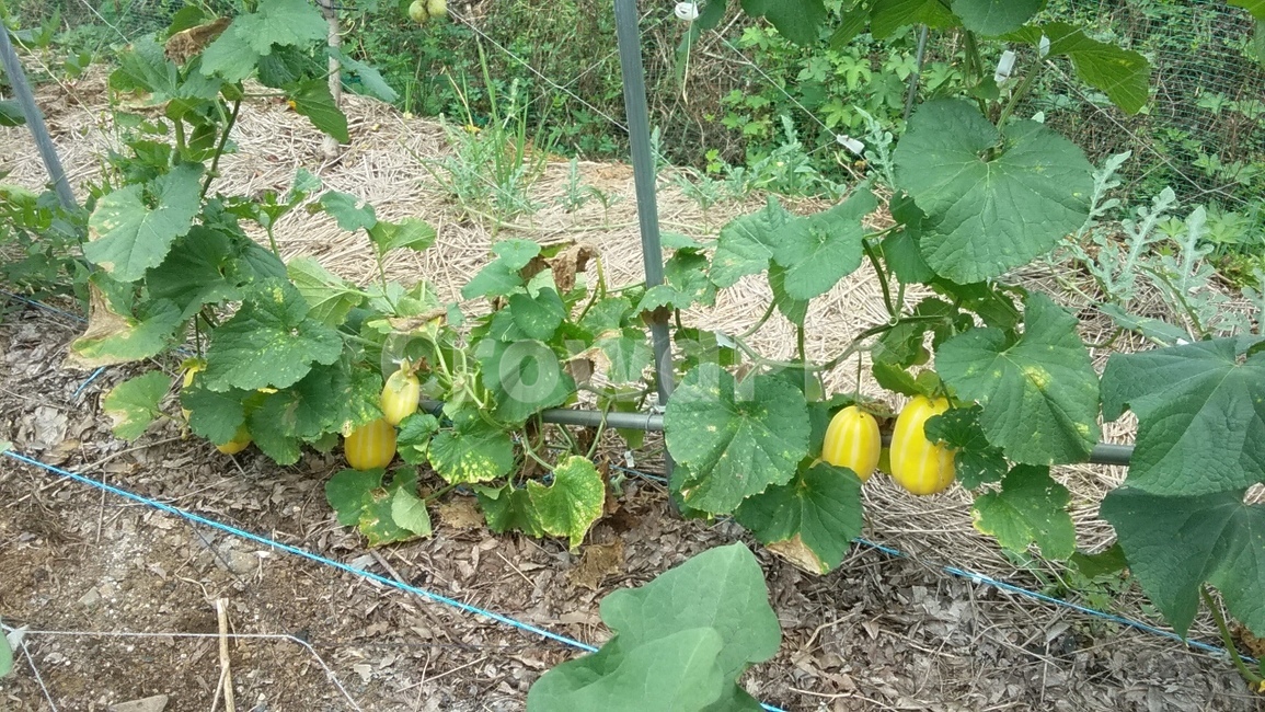 식물,야채,식품,참외,과일,풀,과일,열매,fruit