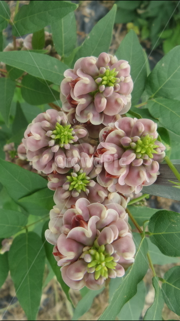 아피오스,인디언감자꽃,땅콩감자,덩쿨과,화훼용,식물,자연,plants,nature,꽃,flower