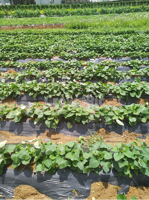 고구마밭,고구마,고구마농사,고구마수확,농작물