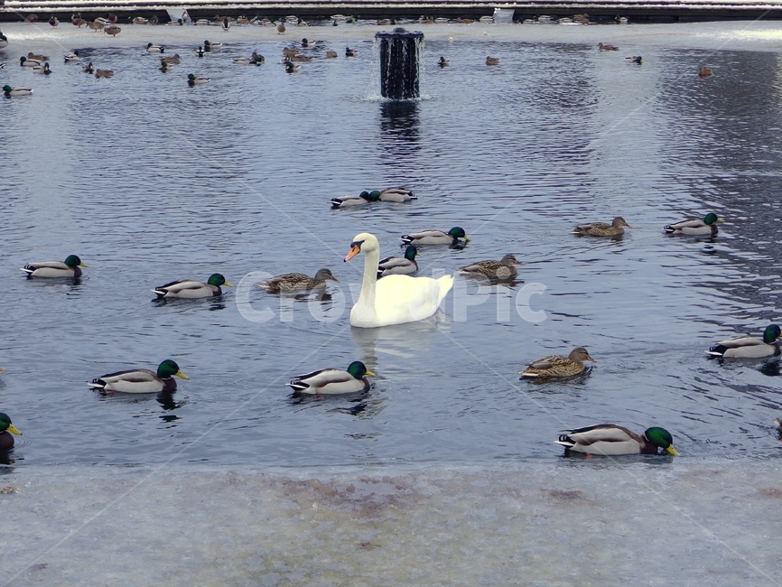 백조,동물,새,오리,청둥오리,duck,animal,물새,호수,공원,pa가,군계일학