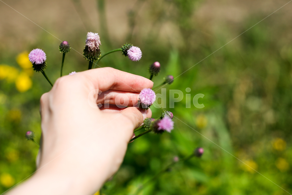 flower bed,nature,A mountain birch,March,mountain birch flower,pink flower,spring flower bed,spring tree,april,flower,spring,spring flowers,Outfocusing,wildflowers,plants,plant,spring day,country road,park,country road pink flowers