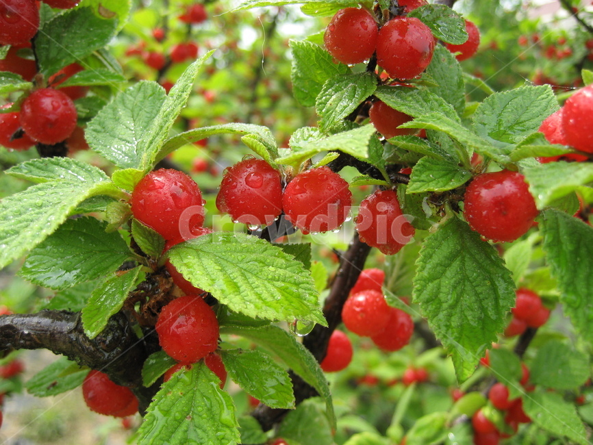 plant,식물,fruit,과일,green