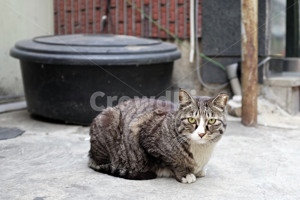 고양이,길냥이,냥이,카리스마길냥이,고양이사진,동물,animal,포유류,mammal,고양이,cat,kitten,kitty