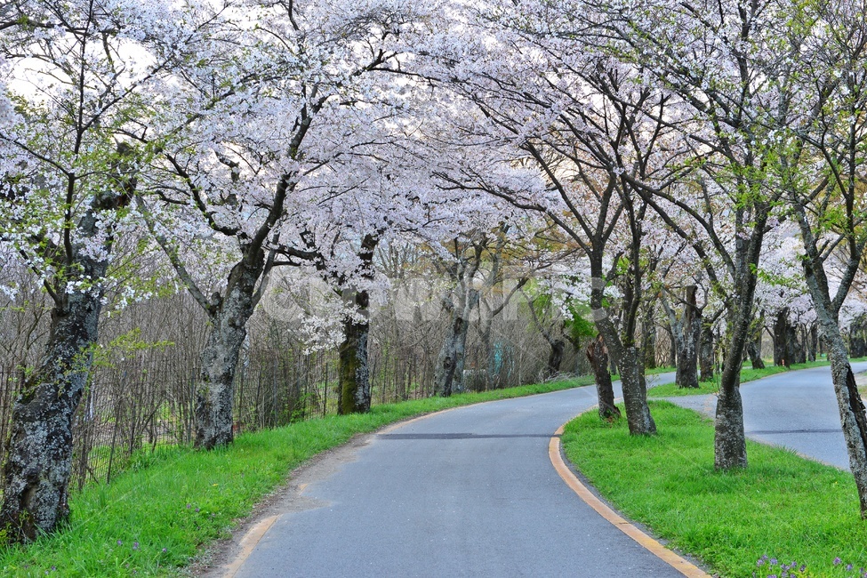 plant,식물,asphalt,아스팔트,nature,자연,outdoors,옥외,경치,경관,풍경,장성,백양사,백양사봄,봄,계절,벚꽃,벚꽃길,벡양사입구도로