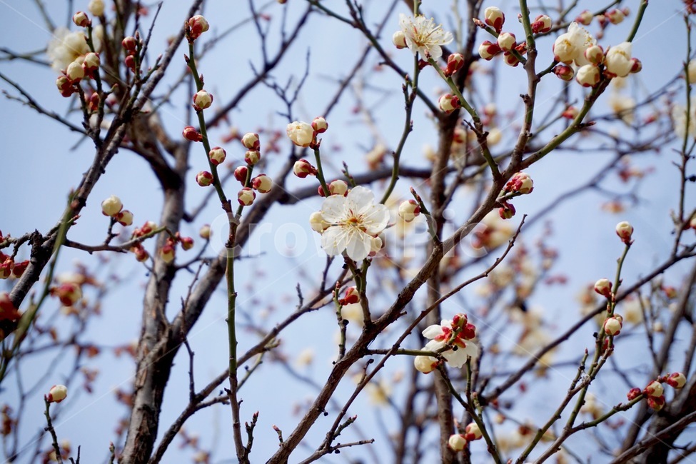 봄,꽃,벚꽃,새싹,개화,개화시기,plant,식물,나무,flower,cherry,blossom,cherryblossom,spring