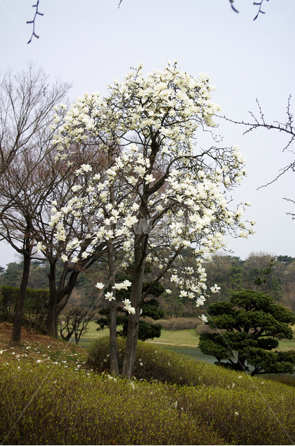 목련,식물,plant,봄,spring,계절,꽃,flower,나무,자연,풍경,nature,landscape,tree