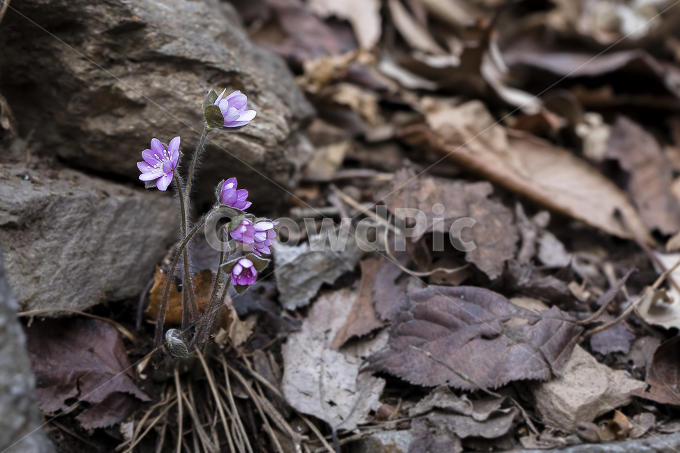노루귀,Hepatica,신뢰,자신감,인내,confidence,수리산,구봉산,화야산,봄꽃,식물,자연,plants,nature,꽃,flower