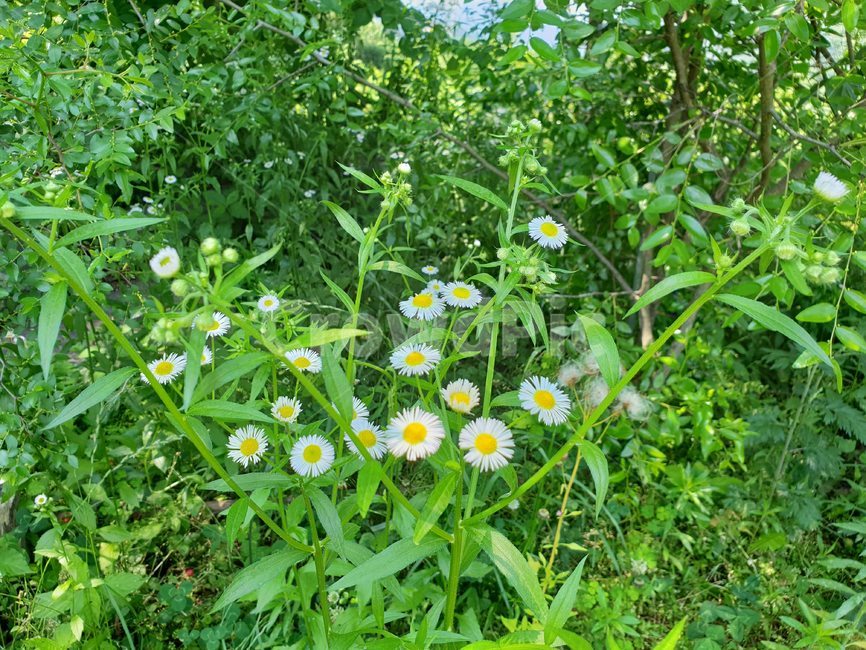 계란꽃,plant,식물,flower,꽃