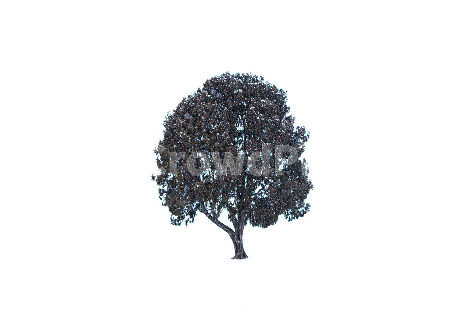 Olympic Park,Heavy Snow,Plant,Snow,Tree,Alone Tree,Park