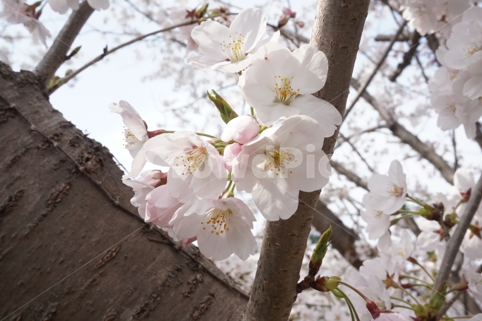 꽃,봄,핑크,체리,벚꽃,봄,계절,spring,season,식물,자연,plants,nature,꽃,flower,plant